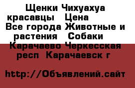 Щенки Чихуахуа красавцы › Цена ­ 9 000 - Все города Животные и растения » Собаки   . Карачаево-Черкесская респ.,Карачаевск г.